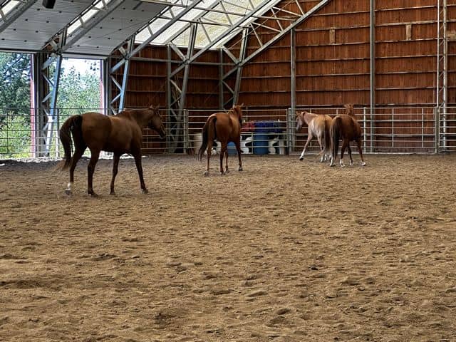 tn horses in barn at veterans retreat