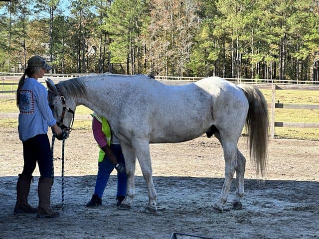 tn women with white horse