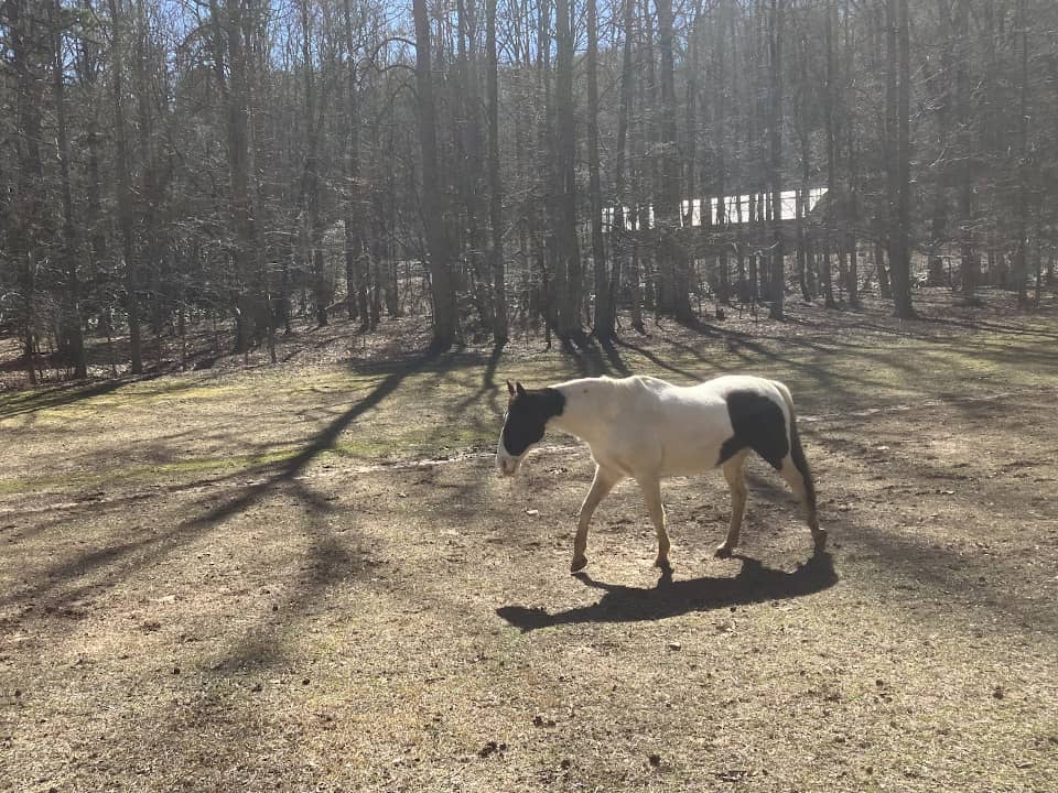 horse in field on sunny day 960