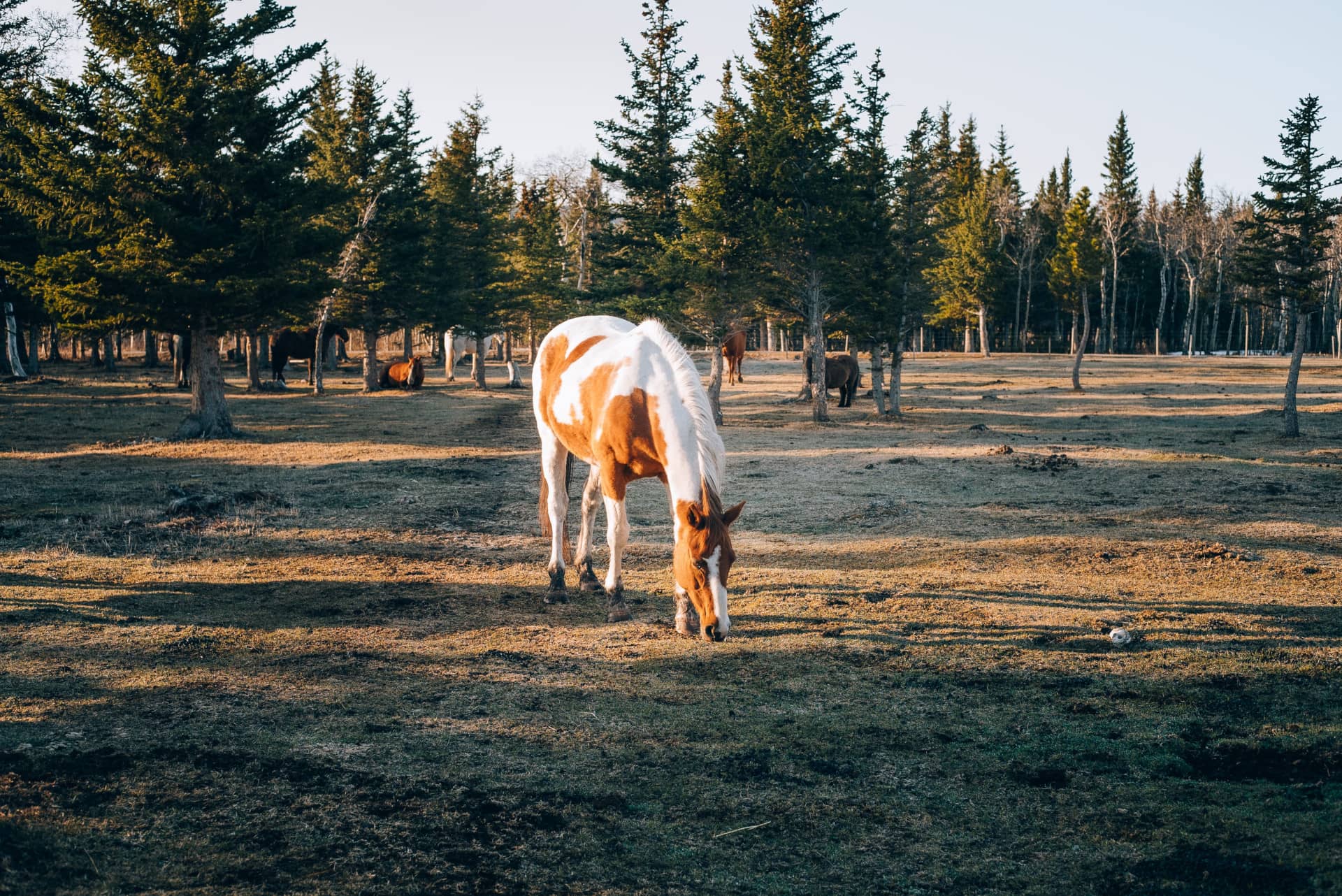 single horse in a field