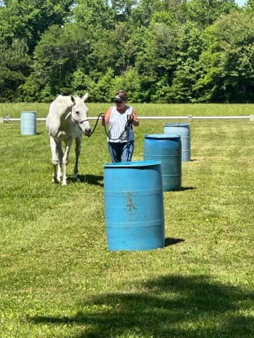 horse walking with trainer in coral (Small)