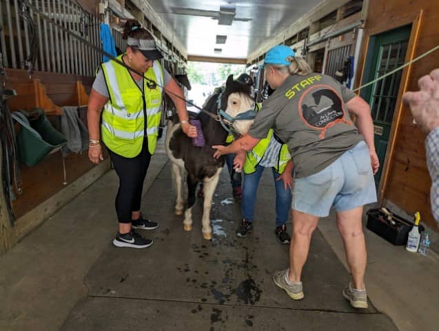 veteran petting horse in barn (Small)