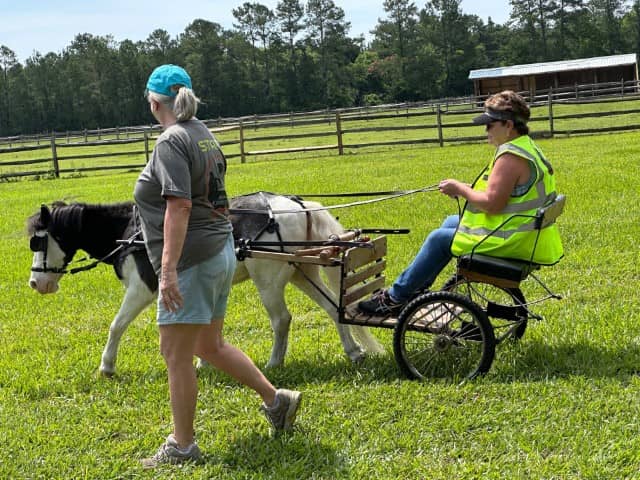 veteran riding horse on cart (Small)