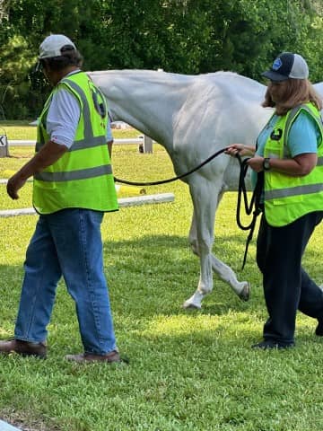 veterans walking with horses (Small)